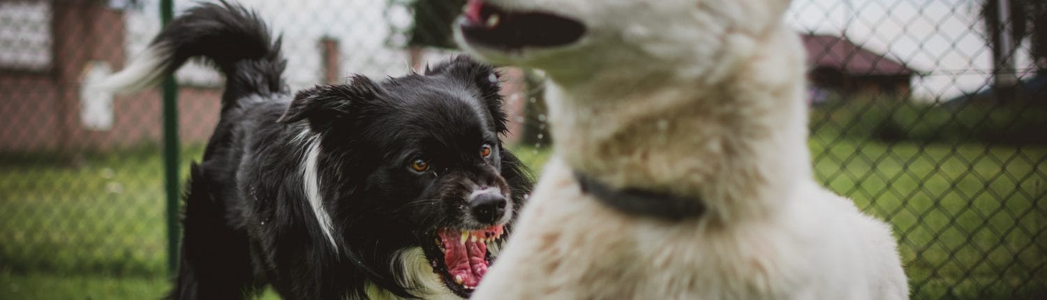 Can You Sue for a Dog Bite? | SFVBA Referral